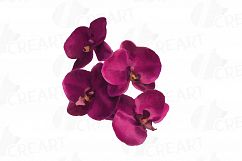 Colourful orchids watercolor clip art pack, leaves, flowers Product Image 13