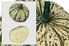 Mandan Squash - Vintage Illustration Product Image 2