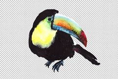Tropical toucan PNG watercolor bird set Product Image 1