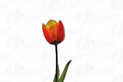 Tulip watercolor clip art pack, watercolor tulip design Product Image 16