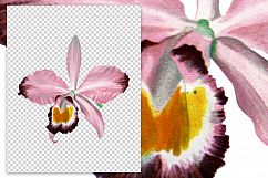 Florals - Vintage Cattleya Eldorado Orchid Product Image 2