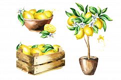 Fresh Lemon. Watercolor collection Product Image 6
