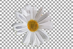 Watercolor Chamomile clip art pack, Chamomile flowers Product Image 14