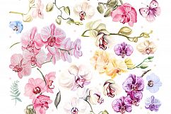 Hand Drawn Watercolor BUNDLE 4 Product Image 3