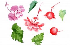 Begonia flower plant PNG watercolor set Product Image 1