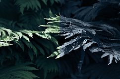 34 Nature background photo Product Image 2