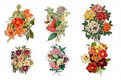 Vintage Flower Illustrations - Vol 1 Product Image 3