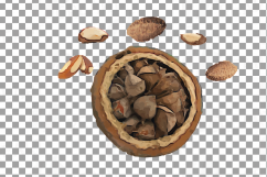 Nuts clip art pack, Watercolor nuts chart, food print Product Image 6