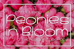 Peonies in Bloom Product Image 1