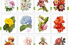 Entire Vintage Collection -Over 1000 Illustrations Product Image 7