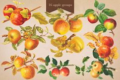 Cider House Antique Apple and Pear Graphics Product Image 7