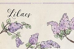 Watercolor Lilacs Product Image 1