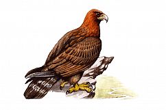 watercolor golden eagle vector Product Image 1