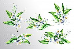 Neroli. Watercolor collection Product Image 2