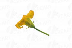 Watercolor pumpkin clip art pack, Pumpkin plant and flowers Product Image 12