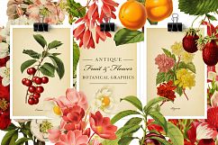 Antique Fruit &amp; Flowers Graphics Product Image 1