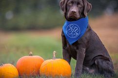 Dog Scarf Mockup, Pumpkin Scene &amp; Closeup for year round use Product Image 3
