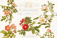 Belle Rose Antique Graphics Bundle Product Image 6