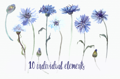 Watercolor Cornflower Clip Art Set Product Image 2
