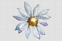 White daisy PNG watercolor flower set Product Image 6