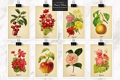 Antique Fruit &amp; Flowers Graphics Product Image 3