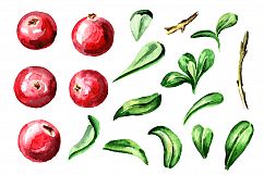Cranberry. Watercolor collection Product Image 2
