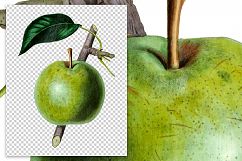 Fruit - Vintage Belle et Bonne Pear Product Image 2