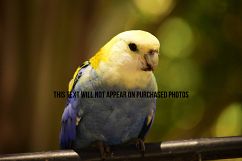 9 Beautiful Birds Product Image 5