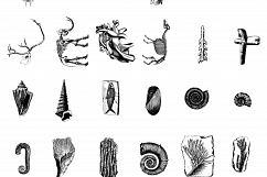 Premium Fossils Illustrations Product Image 4