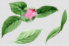 Wonderful pink camellia PNG watercolor set Product Image 5