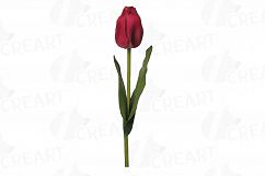 Tulip watercolor clip art pack, watercolor tulip design Product Image 14