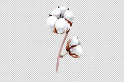 Cotton soft flower PNG watercolor set Product Image 2