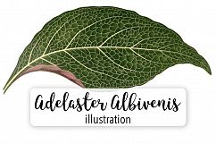 Leaves - Vintage Adelaster Albivenis Product Image 1