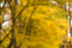 Blurred autumn alley Product Image 1