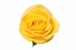 yellow rose on white Product Image 1