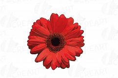 Watercolor Gerbera Daisy clip art pack, colorful gerberas 2 Product Image 13