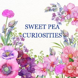 Sweet Pea Curiosities Avatar
