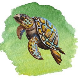 Charm Watercolor Art avatar
