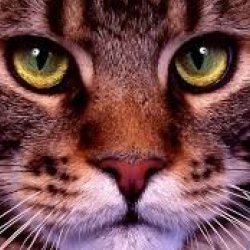hfgh avatar