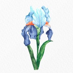 WatercolorArtSabina Avatar