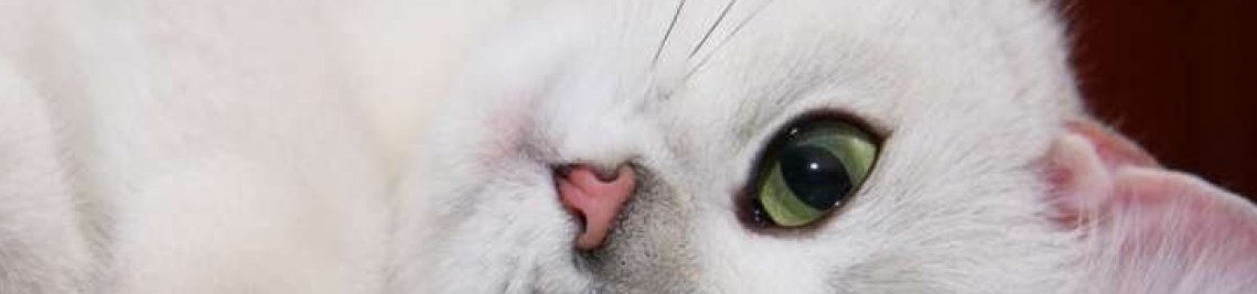 dfghdfgh Profile Banner