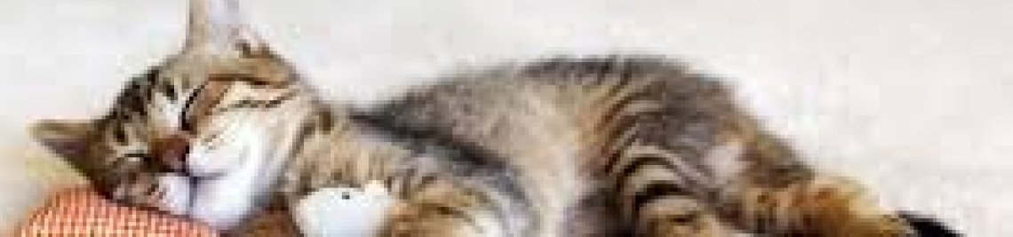 reg5 Profile Banner