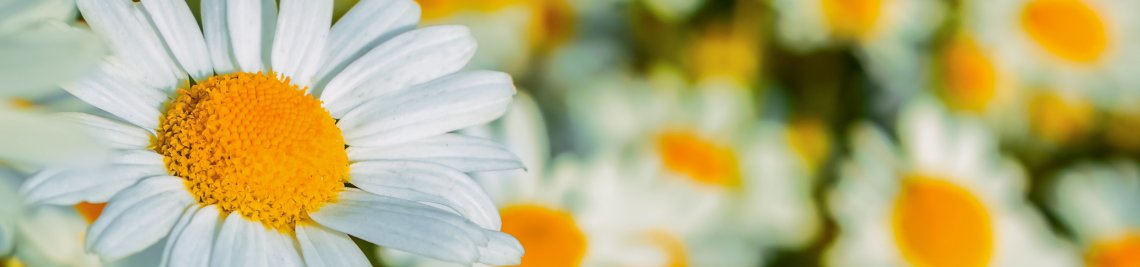 TasiPas Profile Banner