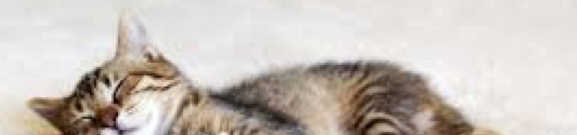 reg1518 Profile Banner