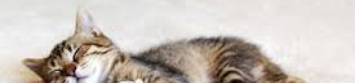 reg1911 Profile Banner