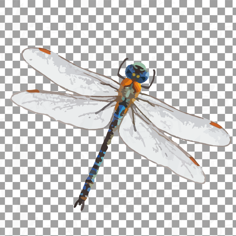 Dragonfly watercolor clip art collection, colorful watercolor spring insect...