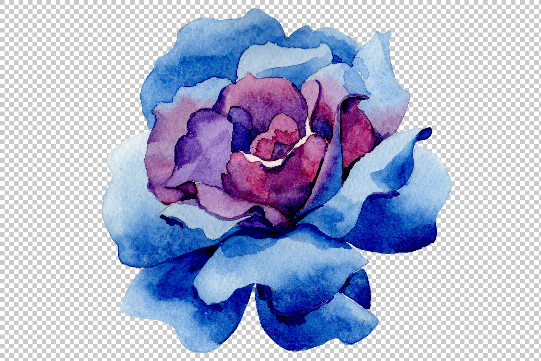 Wildflower blue rose  PNG watercolor  set