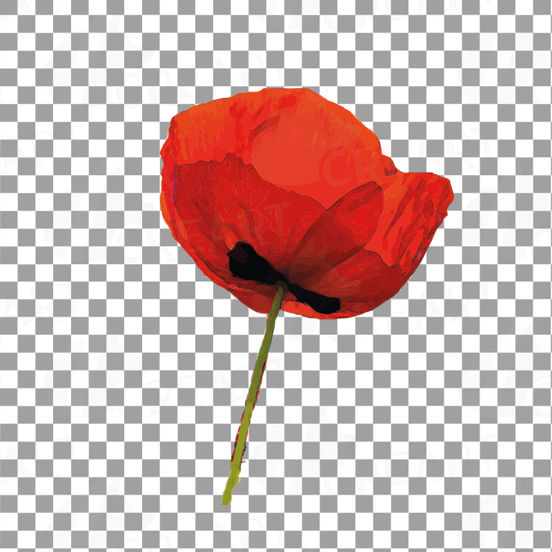 Download Watercolor Red Poppy flower and leaf clip art pack ...