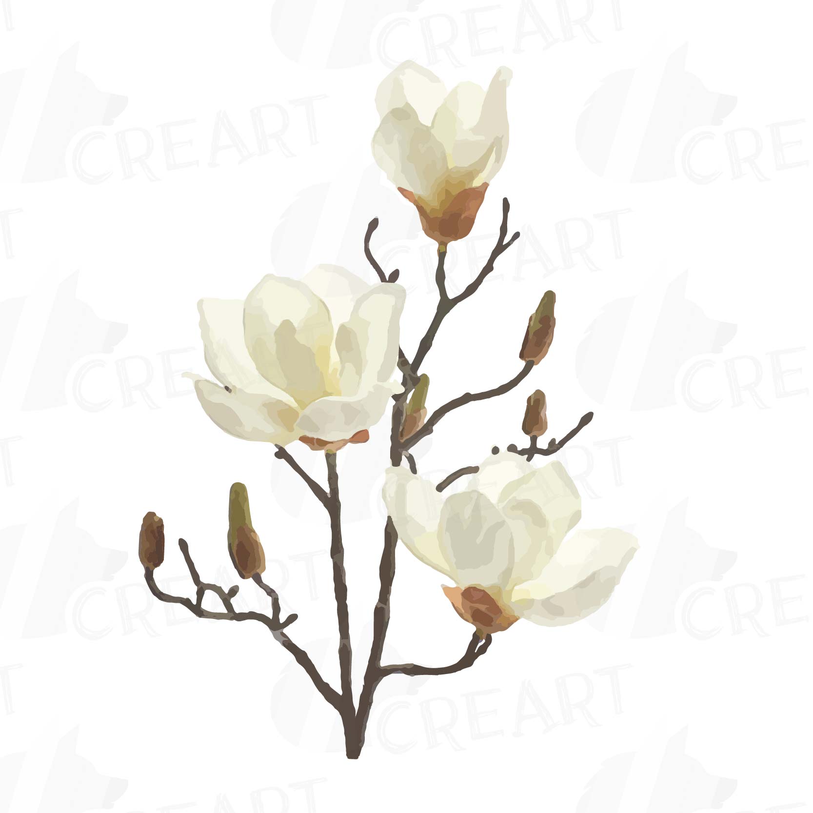 Watercolor white Magnolia flowers and leafs clip art pack, magnolias