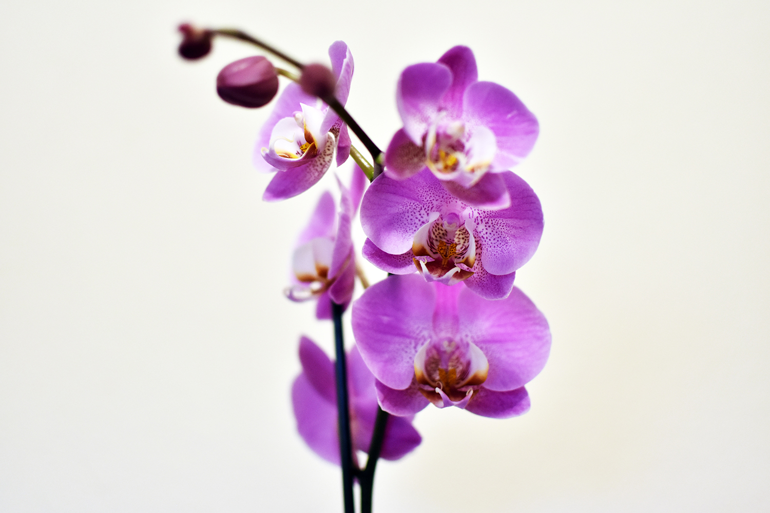 Purple orchid